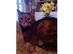 Adopt Bella 5 a Domestic Short Hair