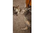 Adopt Courtesy post: Nadie and Leo a Domestic Short Hair