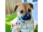 Adopt Kodiak Alaska a Husky, Mixed Breed