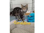 Adopt Geraldine Grant 6 a Domestic Short Hair