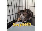 Adopt Gwyneth Grant 7 a Domestic Short Hair