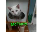 Adopt McFlurry a Domestic Short Hair