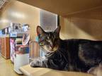 Adopt Stormy a Domestic Short Hair