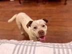 Adopt Kiwi a Australian Cattle Dog / Blue Heeler, Terrier