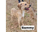 Sammy, Labrador Retriever For Adoption In Walpole, Massachusetts