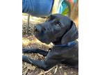 Hank, Labrador Retriever For Adoption In Boerne, Texas