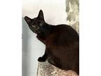 Zacua, Domestic Shorthair For Adoption In Colorado Springs, Colorado