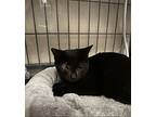 Lojack, Domestic Shorthair For Adoption In Colorado Springs, Colorado