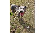 Havoc, American Staffordshire Terrier For Adoption In Taylor, Michigan