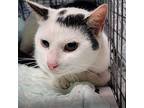 Skipper, Domestic Shorthair For Adoption In Oviedo, Florida