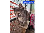 Tiger Lilly - Nc, Domestic Shorthair For Adoption In Liberty, North Carolina