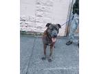 Bert, Bull Terrier For Adoption In Newport, Tennessee