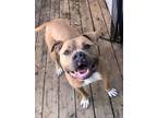Humble, American Pit Bull Terrier For Adoption In Kansas City, Missouri