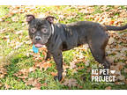 Silas, American Pit Bull Terrier For Adoption In Kansas City, Missouri