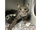 Tiny, Domestic Shorthair For Adoption In Dallas, Texas