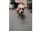 Pot Pie *sn*, American Pit Bull Terrier For Adoption In Houston, Texas