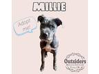 Millie, Terrier (unknown Type, Medium) For Adoption In Claremore, Oklahoma