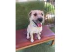 Alfred, Irish Terrier For Adoption In Glendale, Arizona
