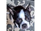 Winston Wilder-4107tn, Boston Terrier For Adoption In Maryville, Tennessee