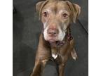 Adopt Bea a Chocolate Labrador Retriever, Pointer