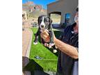 Kachina, American Staffordshire Terrier For Adoption In Mesa, Arizona