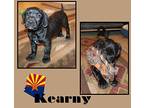 Kearney, American Staffordshire Terrier For Adoption In Mesa, Arizona