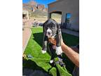 Bullhead, American Staffordshire Terrier For Adoption In Mesa, Arizona