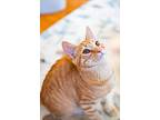 Lotto, Domestic Shorthair For Adoption In New York, New York