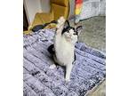 Auggie, Domestic Shorthair For Adoption In New York, New York