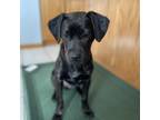 Adopt Tot a Black Labrador Retriever, Boxer