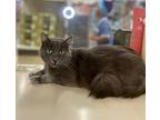 Taz, Russian Blue For Adoption In San Dimas, California