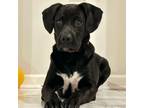 Adopt Tater a Black Labrador Retriever, Boxer