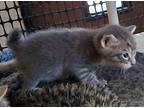 Kitten 24932 (coal), Domestic Shorthair For Adoption In Parlier, California