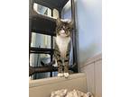 Huck, Domestic Shorthair For Adoption In Oakland, New Jersey