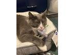 Balloo (& Miss Gracie) Bonded, Domestic Shorthair For Adoption In Herndon