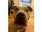 Kindness, American Pit Bull Terrier For Adoption In Windsor, Colorado