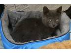 Freddie, Domestic Shorthair For Adoption In Fremont, California