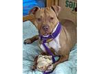 Stuffing, American Pit Bull Terrier For Adoption In Madison, New Jersey
