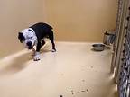 Big Carl, American Pit Bull Terrier For Adoption In San Gabriel, California