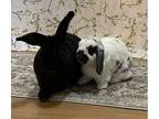 Louise And Finn, Mini Lop For Adoption In Waynesboro, Virginia