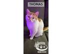 Thomas, Domestic Shorthair For Adoption In Huntsville, Ontario