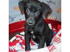 Mama Sicily Puppy - Italy (neutered), Flat-coated Retriever For Adoption In