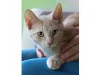 Butterball, Domestic Shorthair For Adoption In Fort Myers, Florida