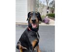 Dreadnaught, Doberman Pinscher For Adoption In Mission Viejo, California