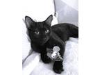 Zeke - Active Black Kitten, Domestic Shorthair For Adoption In Atlanta, Georgia