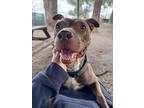 Kitty, American Staffordshire Terrier For Adoption In Woodland, California
