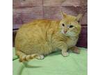 Aj, Domestic Shorthair For Adoption In Huntley, Illinois