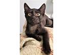 Lorenzo, Domestic Shorthair For Adoption In Knoxville, Tennessee