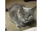 Sam, Russian Blue For Adoption In Los Altos Hills, California