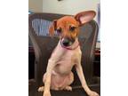 Harper, Jack Russell Terrier For Adoption In Wichita, Kansas